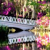Charleston's Colorful Plant Peculiarities and Personalities