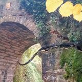 Magrè, il ponte di via Rive a rischio crollo imminente. Partiti i lavori per salvarlo