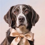 S132E9: I Can Remember Vaguely My Father Teaching Me How To Knot A Tie - Trevor Gear