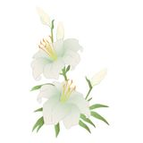 The Lily Sisters | Stories About Flowers
