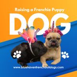 Raising a Frenchie Puppy: Tips and Tricks for a Happy, Healthy French Bulldog