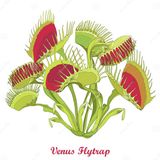 LA VENERE ACCHIAPPAMOSCHE