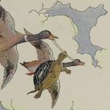 The Tortoise and the Ducks | Aesop Fables