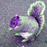 DIGITAL HR | EPISODIO 6 - Lo scoiattolo viola, ovvero il candidato migliore: è lui la persona da assumere?