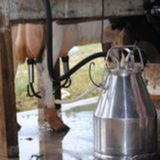 Bovinocultura de Leite: preços em queda, alta no spot e desafios no mercado|BBcast Agro-12/02/2026BR