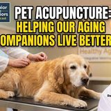 CAN ACUPUNCTURE HELP AGING PETS? - Senior To Seniors Podcast