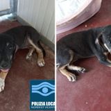 Sequestrati due cuccioli di cane e una bici di pregio in un accampamento nomadi