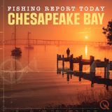 Striper Blitz, Jumbo Perch, and Offshore Action - Your Chesapeake Bay Fishing Report