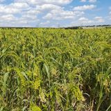 Agricoltura resiliente una lezione dall'età del Bronzo