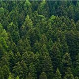 La evolución del gas más polémico del planeta: el verdadero papel del CO2