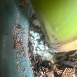 Episode 270 - Yellowing leaves, soil fungus, and community organizing!