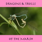 S05E21 - Dragons & Trolls of the Marsh
