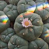 Peyote: Unlocking the Divine Mind