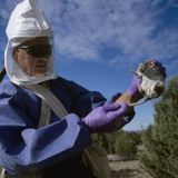 Hantavirus: Von Mäusen zu Menschen
