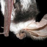 How To Listen For A Spotted Bat
