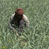 VBG, justice et maraîchage (Le Niger sur Kalangou)