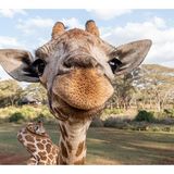 BJQ Radio-Faith's Animal Rescue Mission- The World of Giraffes