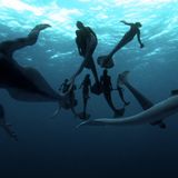 Ecología para todos: La leyenda de las sirenas, ¿existen realmente?