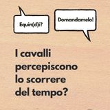I cavalli percepiscono lo scorrere del tempo?