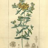 Show 241: Saint John's Wort