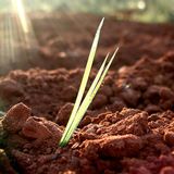 Grazie alla luce possiamo migliorare la crescita delle piante