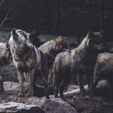 Mia Canestrini: «Non bisogna avere paura quando si incontra un lupo»
