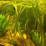 5 Ways to Save Your Fish