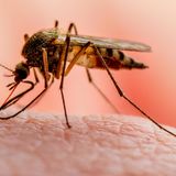 Malaria ¿Enfermedad curable o incurable?