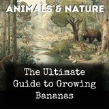 036 - Appendix Recipes for Cooked Bananas