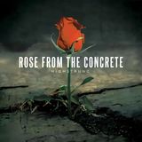 Highstrung - Rose from the Concrete - The Album