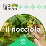 Il nocciolo