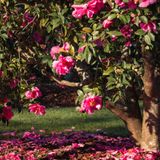 The Camellia Trail Driving Tour Audio Guide