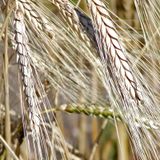 Le journal du 23 janvier 2026 - Journée mondiale de l’écriture manuscrite : rappel de son rôle dans l’apprentissage