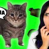 I Tried Working as a Cat Sitter ...but OIIA OIIA