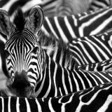 Curiosità nel mondo delle zebre