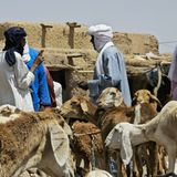 Entretien avec un responsable régional des statistiques de l’Élevage d’Agadez (Niger sur Kalangou)