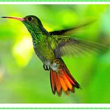 Tras Las Huellas de la Naturaleza.  Club de Aves: Observando al Colibrí