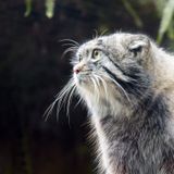 Lo sguardo del gatto di Pallas e la Community