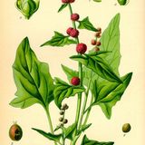 Show 230: Allergy Remedies, Toothwort, Strawberry Spinach and Dogwood