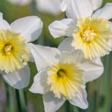 Al Parco Giardino Sigurtà 1 milione di tulipani. Ecco Tulipanomania!