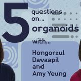5 questions on organoids with Hongorzul Davaapil and Amy Yeung