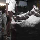 Dans le département de N'guigmi, le charbon de bois se produit à grande échelle (Le Niger sur Kalangou)