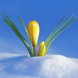 زمستان نظام و پایان جیک‌جیک مستانهٔ روحانی
