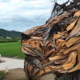 Un probabile “selfie di troppo” costa la coda al leone alato sulle colline del prosecco