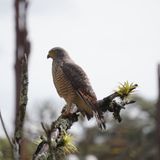 Cauca, un santuario natural de aves por explorar