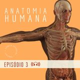 ANATOMIA: Movimentos e variação anatômica