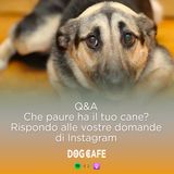 107 - Q&a che paure ha il tuo cane?