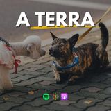 137 - Perchè il cane si mette a terra davanti un altro cane.