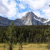 Il futuro delle foreste boreali? Più omogeneità e incendi