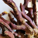 Exploring the Ancient Practice of Mycological Medicine